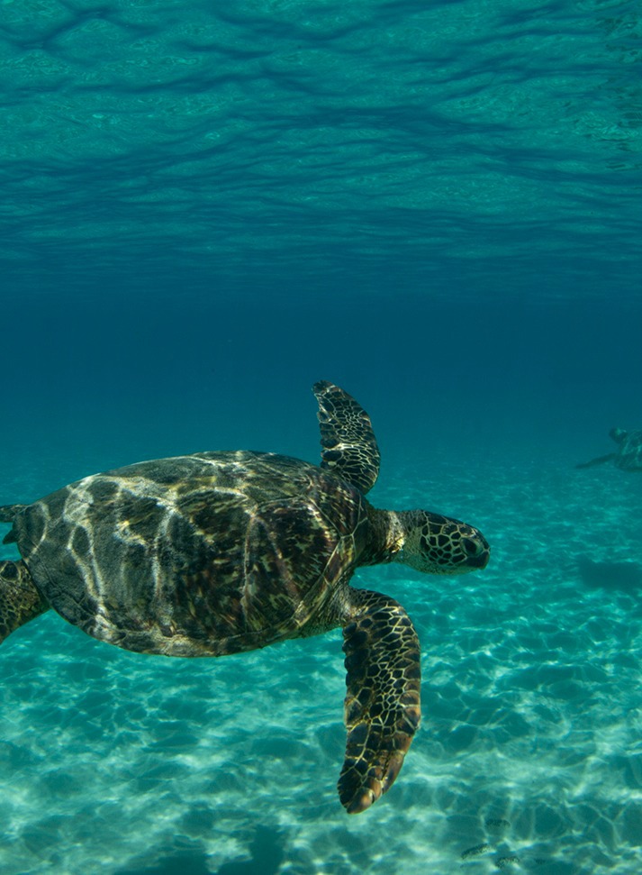 Na Pali Sea Turtle