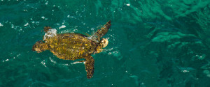 Snorkeling Trips on the Na Pali Coast