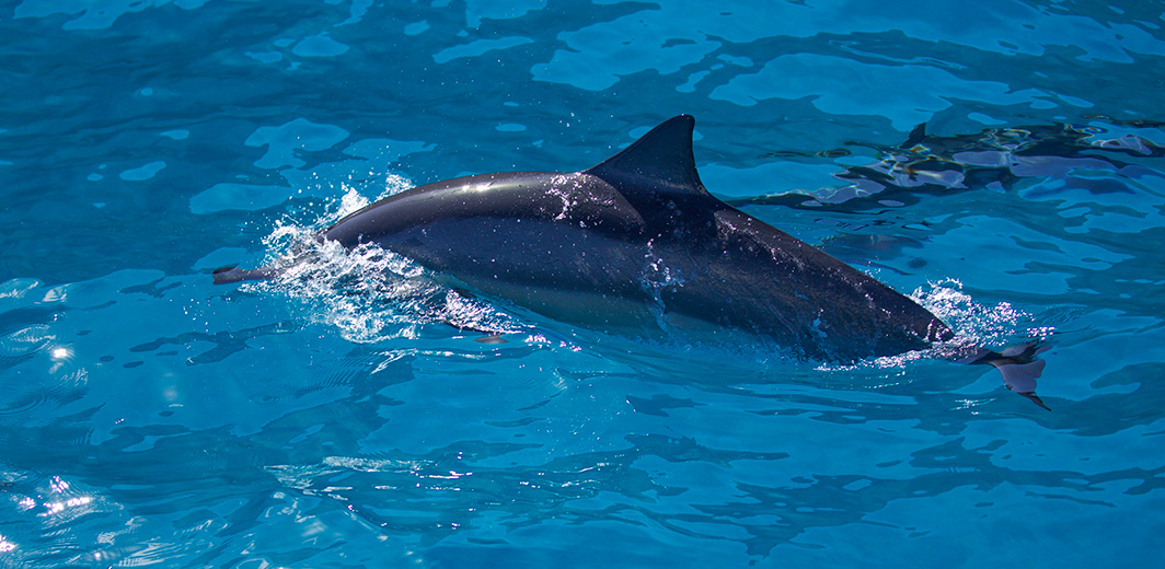 Na Pali Coast's Dolphin