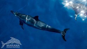 Amazing Video of Dolphins on the Napali Coast of Kauai