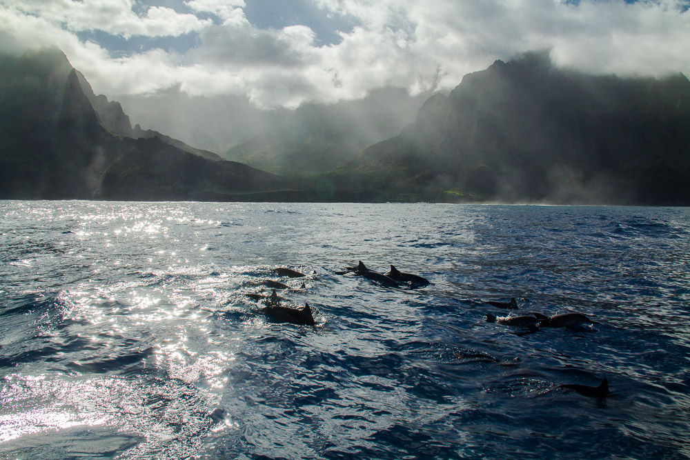 Swimming Dolphins in Na Pali