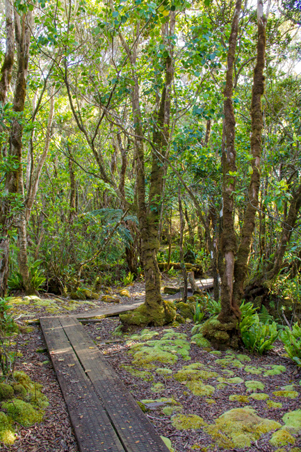The boardwalk has been created to protect the muddy terrain on the Alakai Swamp Trail from constant erosion