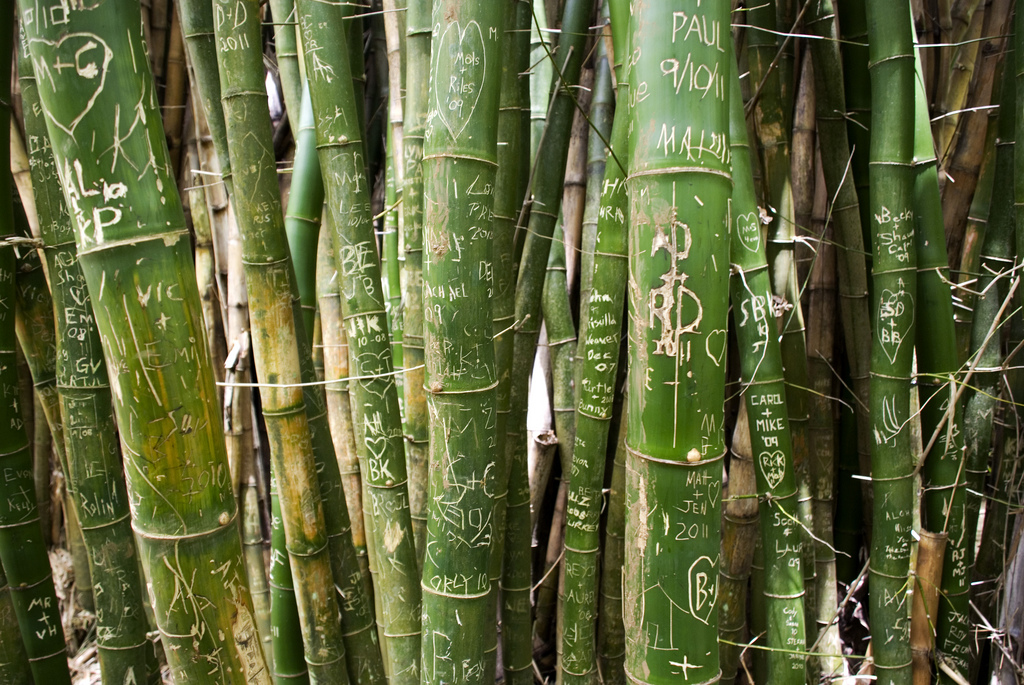 Hundreds of visitors have left their mark on the giant bamboo in the jungle.