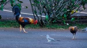 Why are there Chickens Everywhere in Kauai?