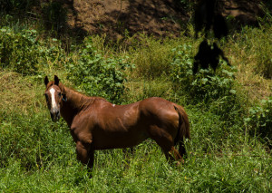 A horse grazing by the river near the Menehune ditch