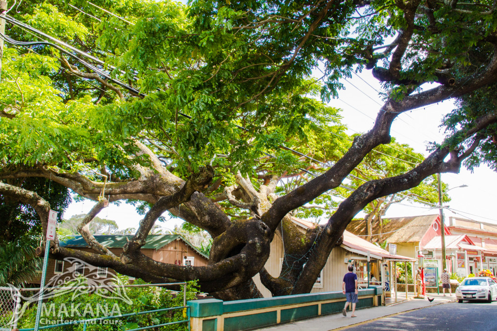 Years of consistent trimming have given Koloa's trees a special character