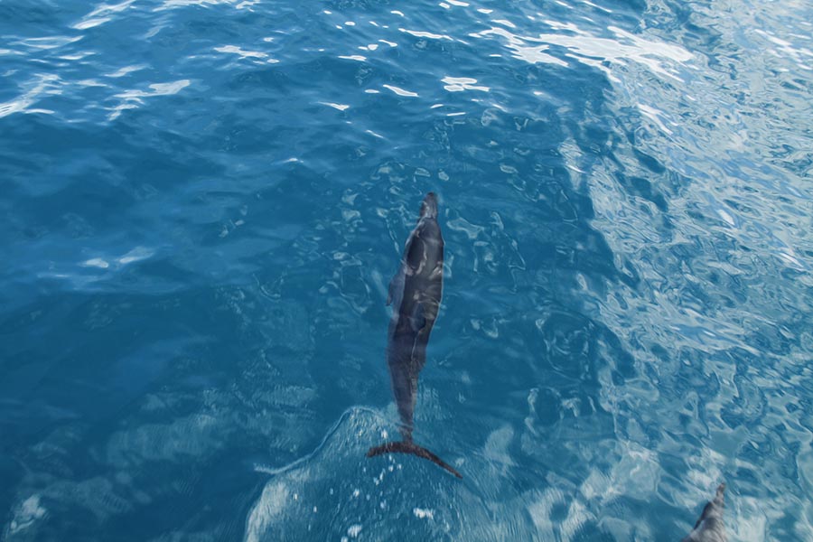 A dolphin swims in front of our boat on a tour of the Na Pali Coast