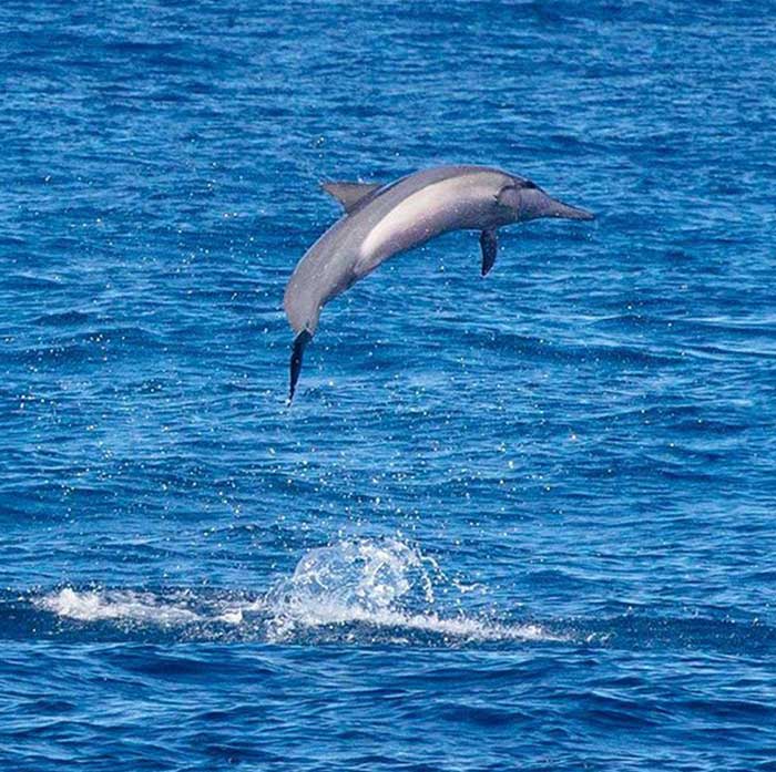 Na Pali Coast - Dolphins