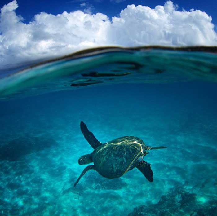 NaPali Coast - Sea Turtles