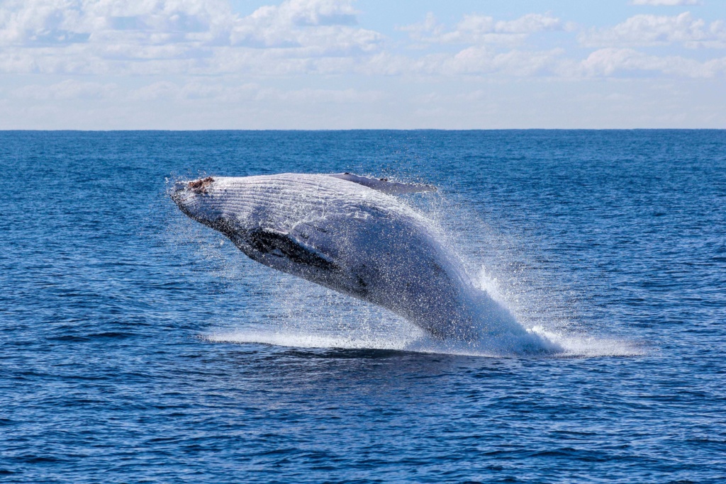 Whale Watching Season in Kauai