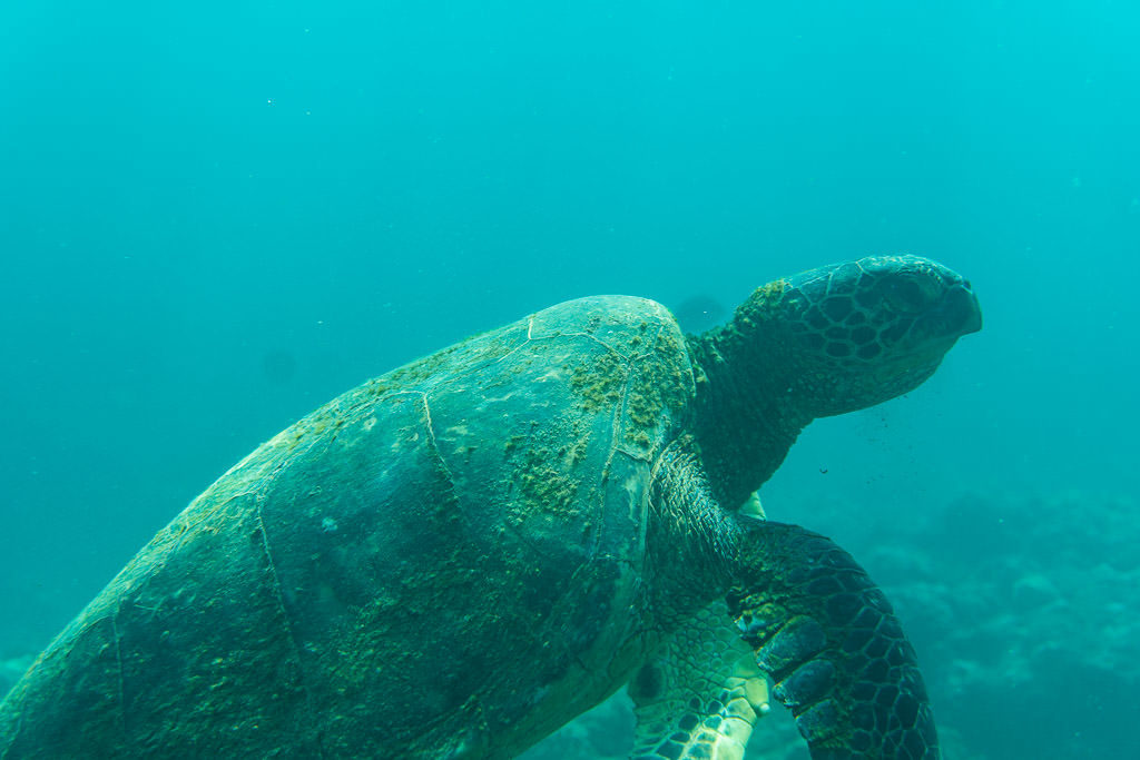 kauai sea turtle
