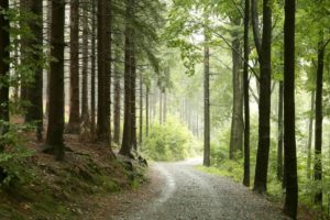 Alakai Swamp Trail – Everything You Need to Know