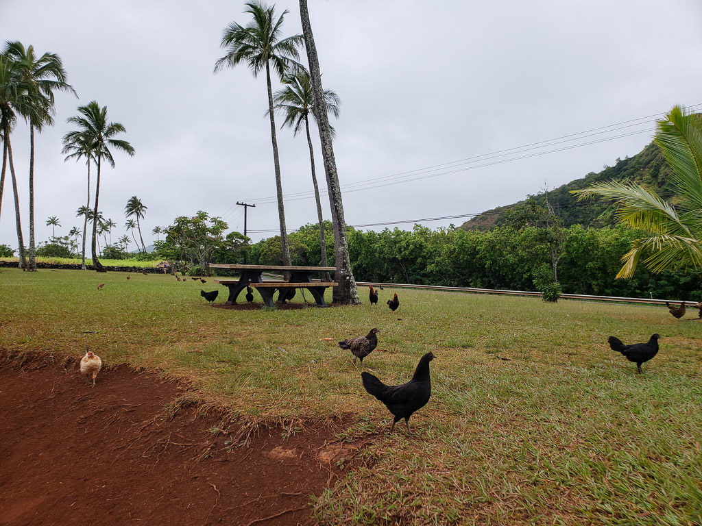 kauai chickens