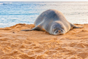 Kauai’s Hawaiian Monk Seals: Everything You Need to Know