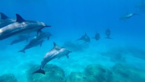 The Ultimate Guide to Napali Coast Whale Watching Tours in Kauai