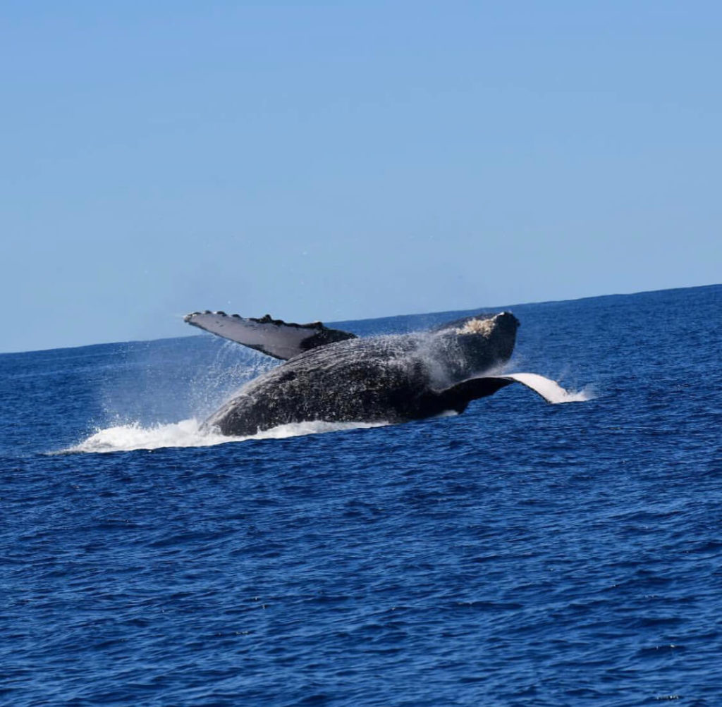 napali coast whale watching tours