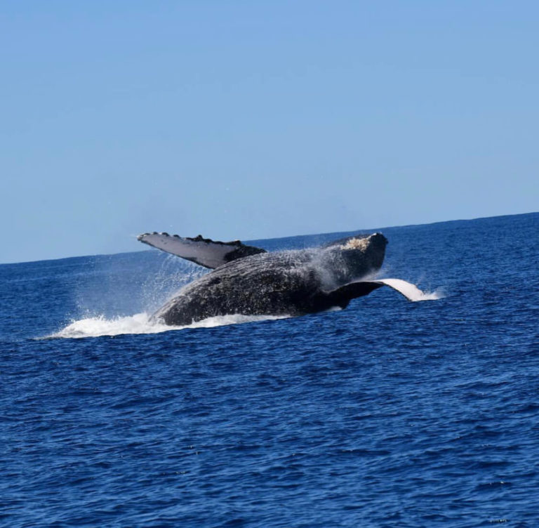 The Ultimate Guide to Napali Coast Whale Watching Tour