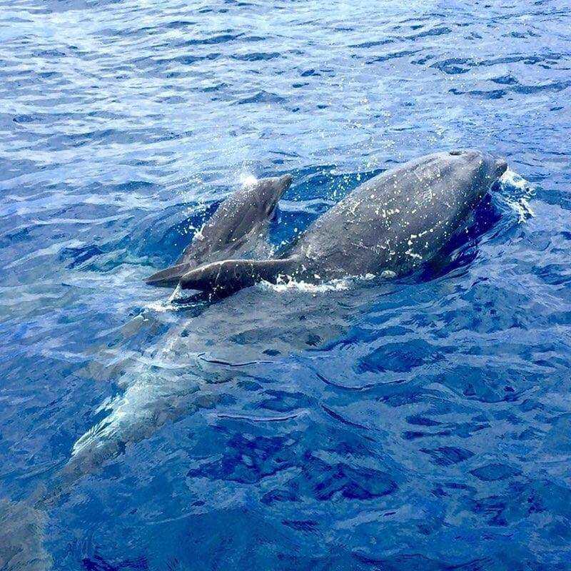 Whale Watching - Makana Charters