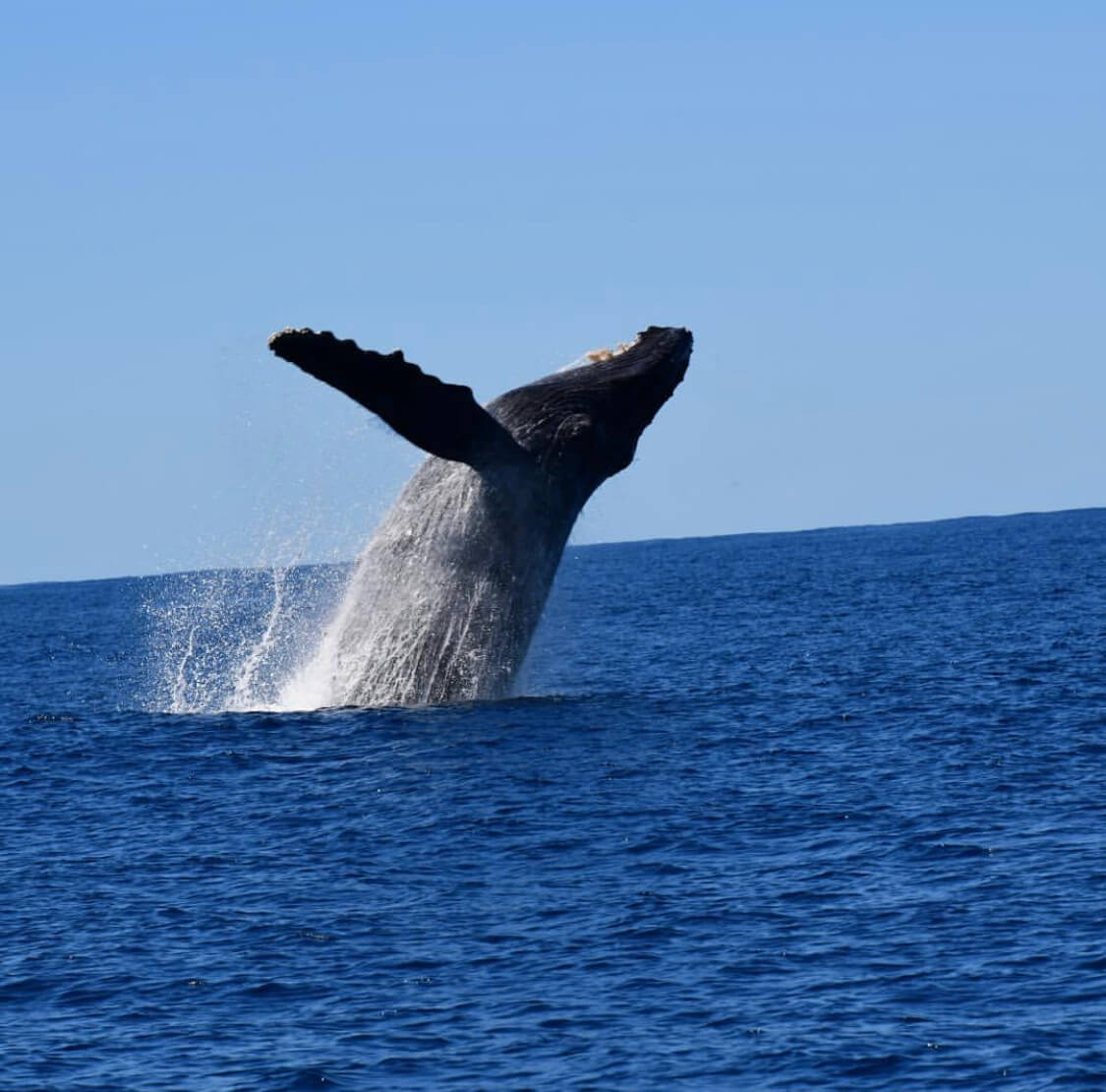 The Ultimate Guide to Napali Coast Whale Watching Tour