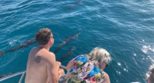 Best Places for Whale Watching in Kauai