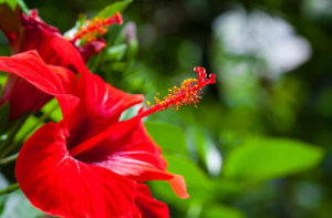 In Full Bloom: The Hawaiian Islands’ Iconic Flowers