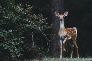 5 Spots for Animal Watching in Kauai