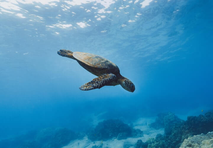 Hawaiian Sea Turtles: Where to Spot Them in Kauai