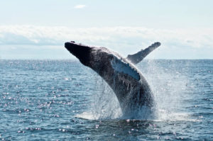 9 Kauai Whale Watching Tips for an Unforgettable Vacation