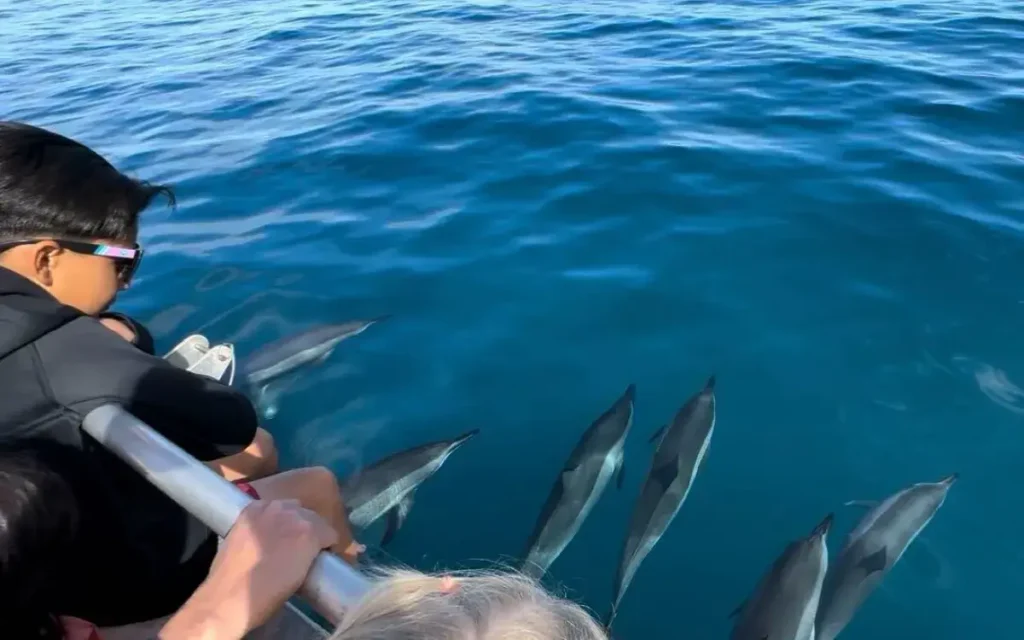 Spinner dolphins swimming alongside a Makana Charters tour boat on the Na Pali Coast, Kauai