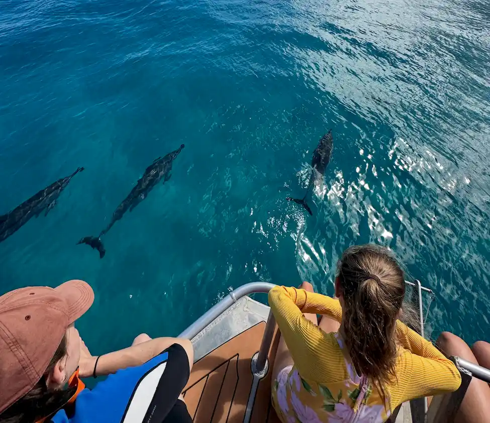Guests leaning over the rail of a Makana Charters tour boat watching wild spinner dolphins swimming alongside the boat in clear blue water on a Na Pali Coast boat tour, Kauai, Hawaii.