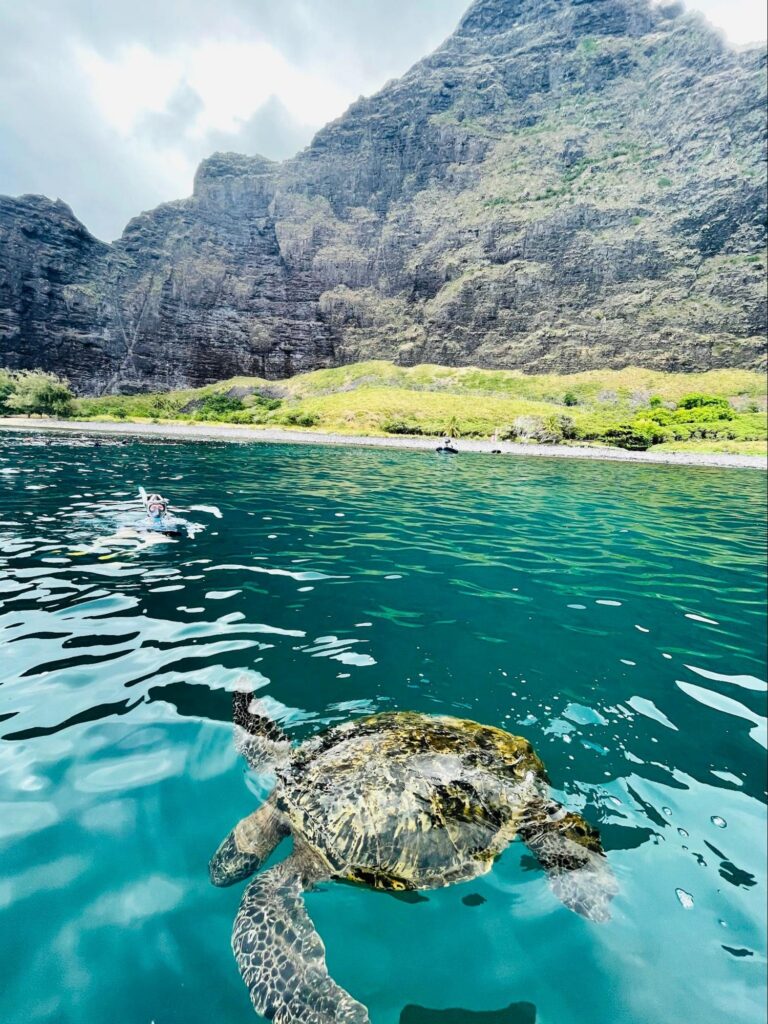 snorkle stop inclusions